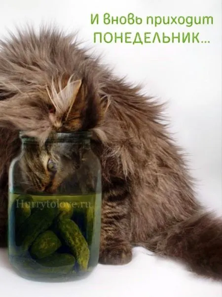 Картинки с понедельником. Красивые картинки С понедельником!