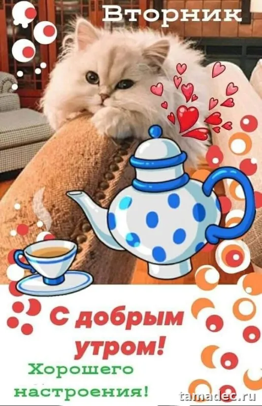 Картинки Доброго утра вторника. Прикольные картинки Доброго утра вторника