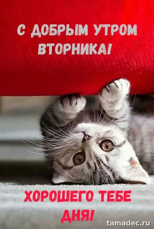 Картинки Доброго утра вторника. Картинки &nbsp;Доброго утра вторника красивые и прикольные