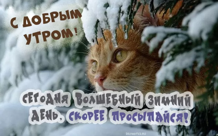 Картинки Доброго снежного утра. Картинки с Добрым снежным утром