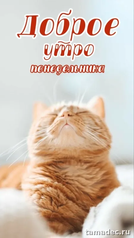 Картинки доброе утро понедельника. Картинки Доброе утро понедельника