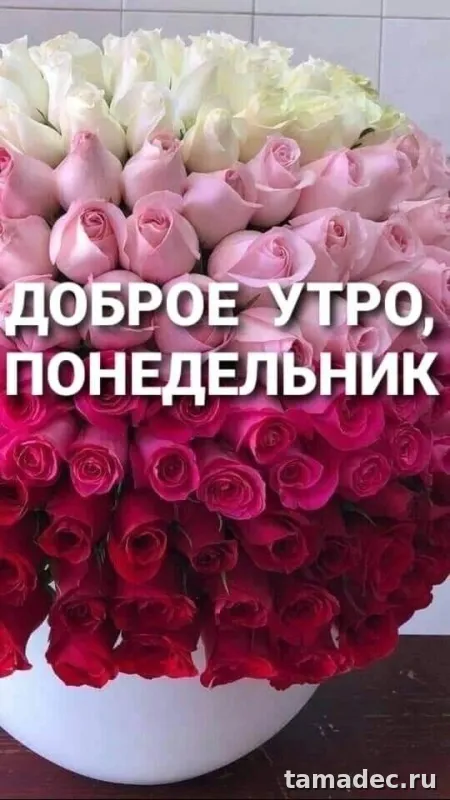 Картинки доброе утро понедельника. Красивые и прикольные картинки с Добрым утром понедельника