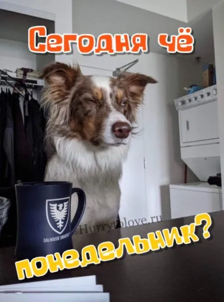 Картинки с понедельником. Красивые картинки С понедельником!