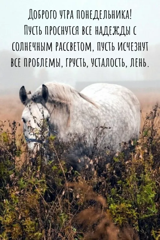 Картинки с понедельником. Доброе утро понедельника - картинки с пожеланиями