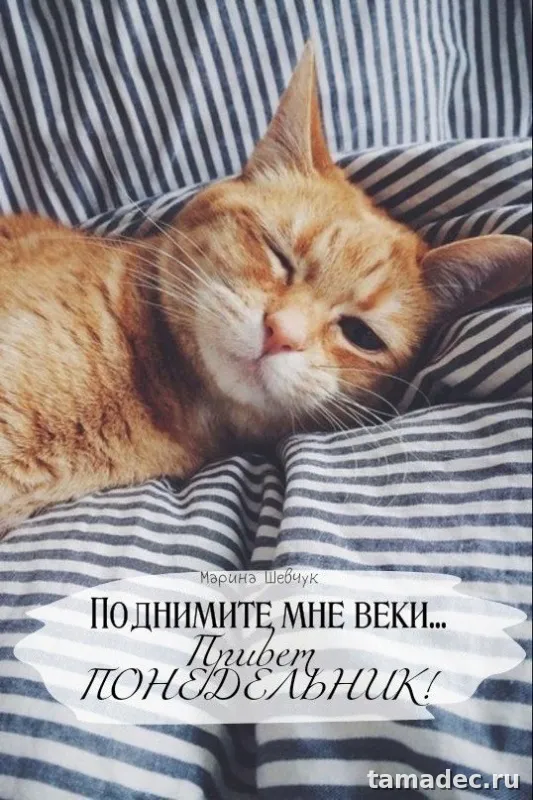 Картинки доброе утро понедельника. Красивые и прикольные картинки с Добрым утром понедельника