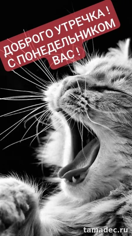 Картинки доброе утро понедельника. Картинки Доброе утро понедельника
