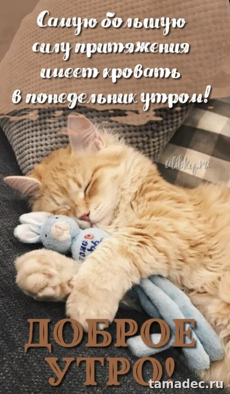 Картинки доброе утро понедельника. С добрым утром понедельника картинки с пожеланиями