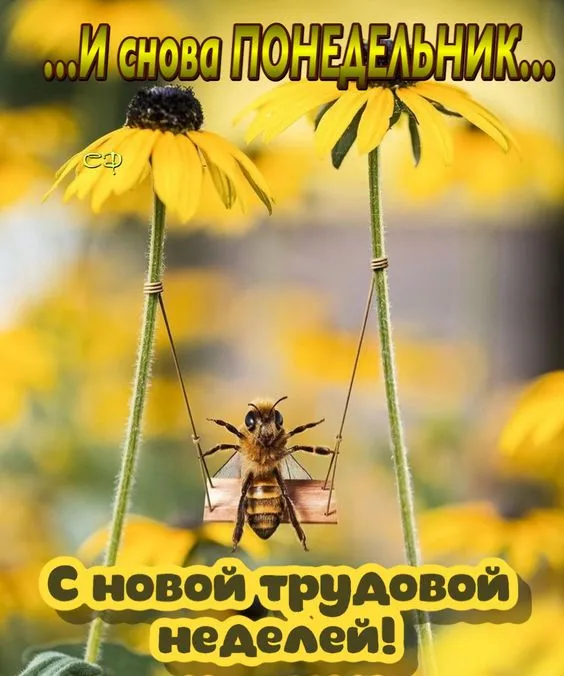 Картинки с понедельником. Красивые картинки С понедельником!