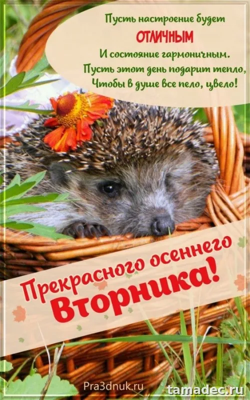 Картинки Доброго утра вторника. С добрым утром вторника - картинки с пожеланиями