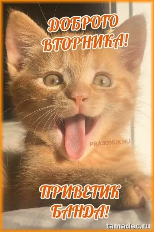 Картинки Доброго утра вторника. Картинки &nbsp;Доброго утра вторника красивые и прикольные