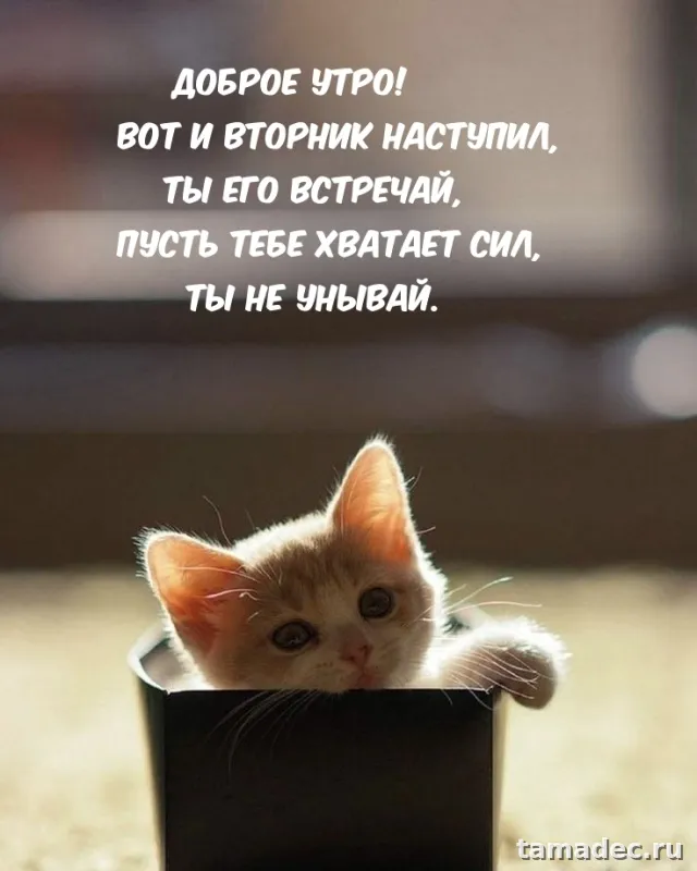 Картинки Доброго утра вторника. Картинки &nbsp;Доброго утра вторника красивые и прикольные