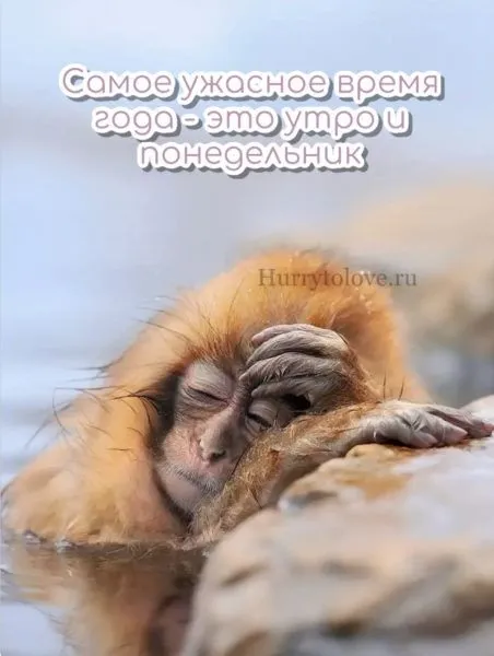 Картинки с понедельником. Красивые картинки С понедельником!