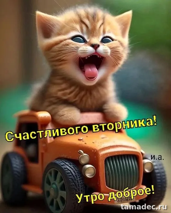 Картинки Доброго утра вторника. Прикольные картинки Доброго утра вторника