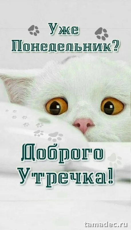 Картинки доброе утро понедельника. С добрым утром понедельника картинки с пожеланиями