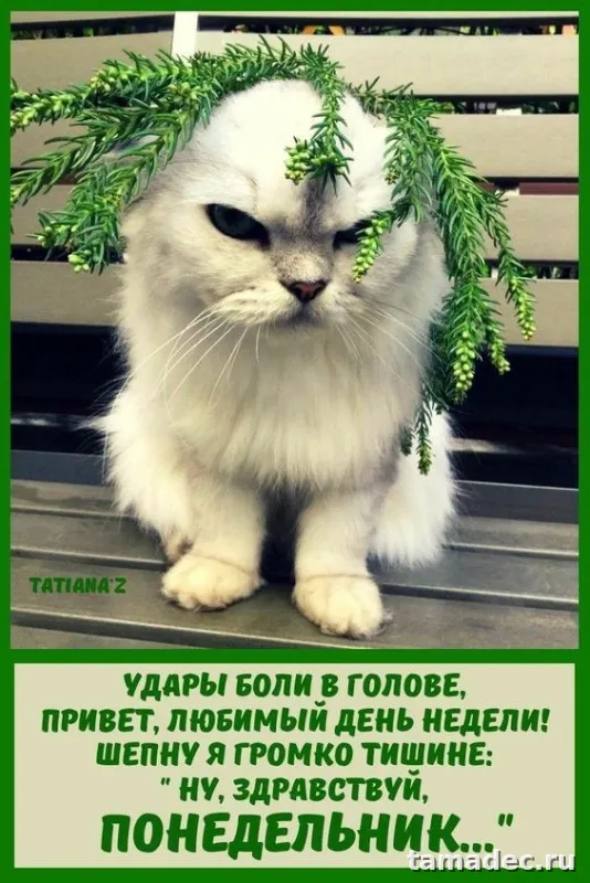 Картинки доброе утро понедельника. Красивые и прикольные картинки с Добрым утром понедельника