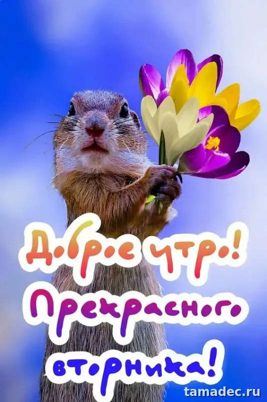Картинки Доброго утра вторника. С добрым утром вторника - картинки с пожеланиями