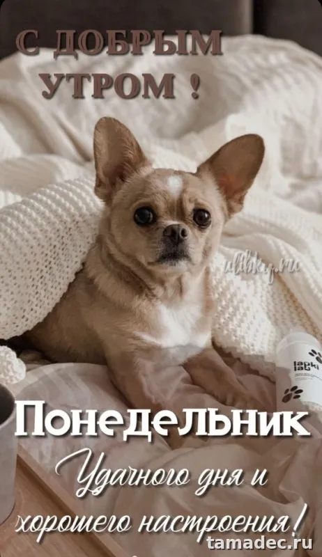 Картинки доброе утро понедельника. С добрым утром понедельника картинки с пожеланиями