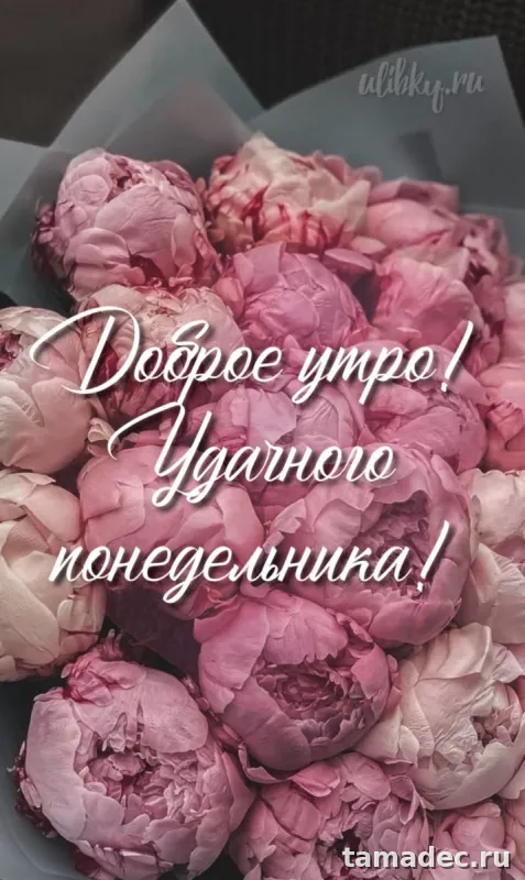 Картинки доброе утро понедельника. С добрым утром понедельника картинки с пожеланиями