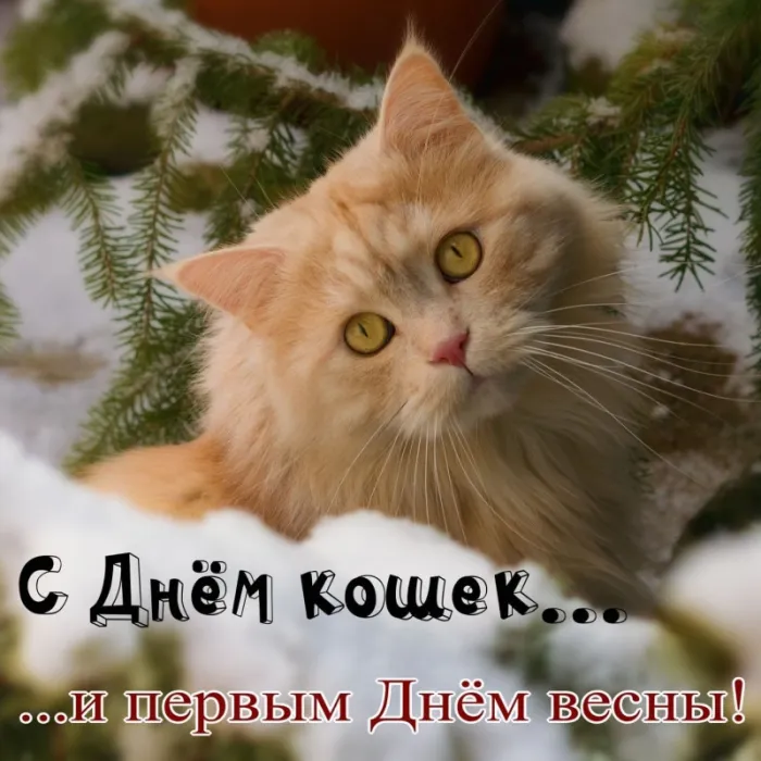 Красивые картинки с Днем кошек. Красивые картинки с Днем кошек