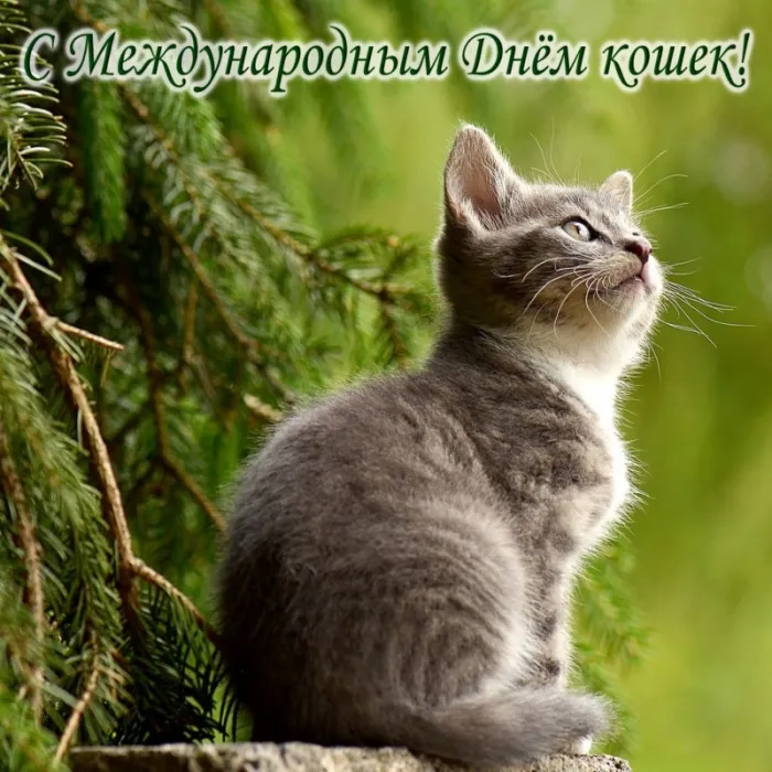 Красивые картинки с Днем кошек. Красивые картинки с Днем кошек