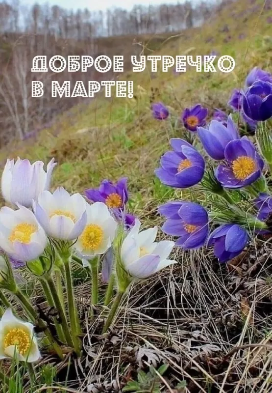 Красивые картинки и гифки Доброе утро марта. Красивые картинки Доброе утро марта