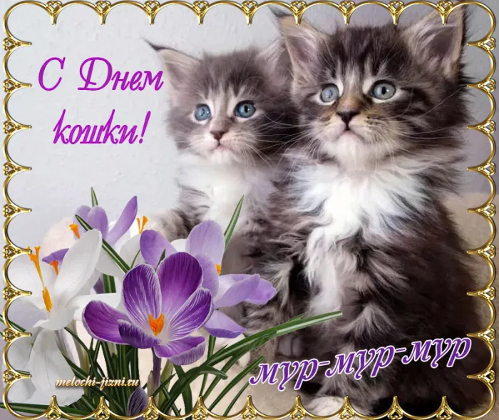 Красивые картинки с Днем кошек