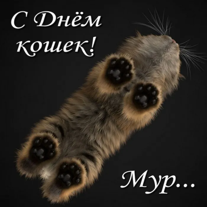 Красивые картинки с Днем кошек. Красивые картинки с Днем кошек