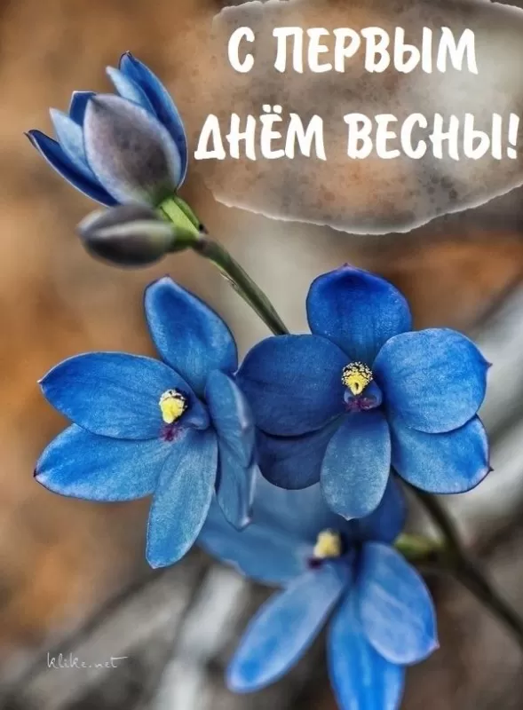 Картинки и гифки с Первым днем весны. Красивые картинки с Первым днем весны