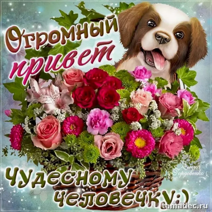 Прикольные и красивые картинки "Привет". Прикольные картинки с надписью Привет