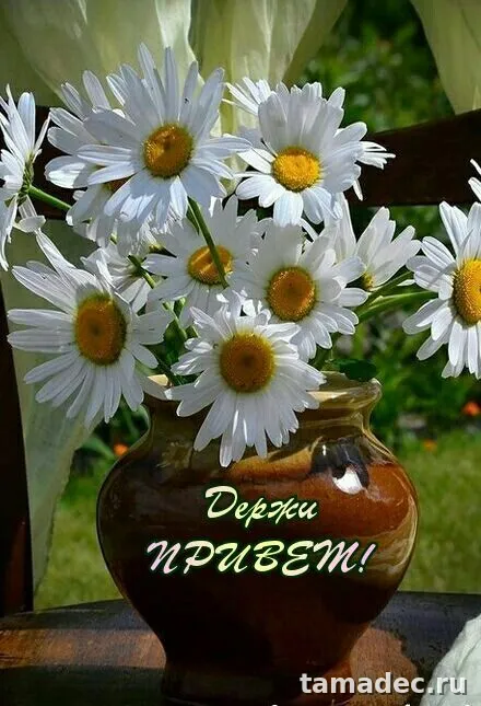 Прикольные и красивые картинки "Привет". Красивые картинки "Привет"