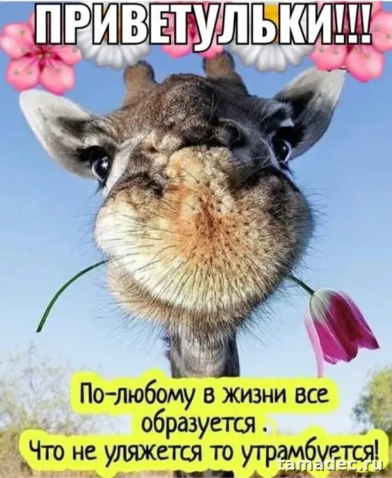Прикольные и красивые картинки "Привет". Прикольные картинки с надписью Привет