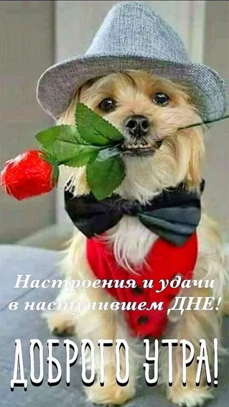 Прикольные картинки Доброе утро . Доброе утро - прикольные картинки с пожеланиями