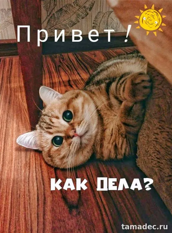 Прикольные и красивые картинки "Привет". Прикольные картинки с надписью Привет