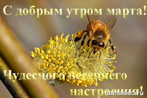 Картинки с Добрым мартовским утром. Прикольные картинки с добрым утром марта