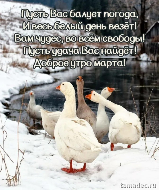 Картинки с Добрым мартовским утром. С Добрым мартовским утром - картинки с пожеланиями