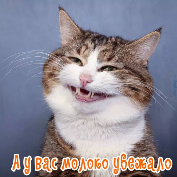 Прикольные картинки с 1 апреля. Картинки С Днем смеха 1 апреля&nbsp;