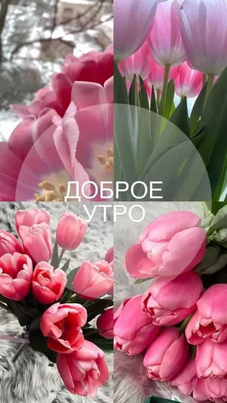 Красивые картинки Доброго весеннего утра . Красивые картинки с Добрым весенним утром