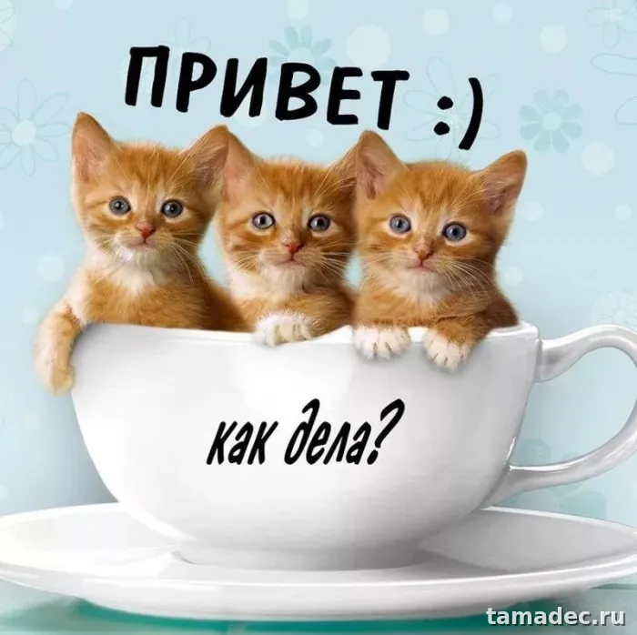 Прикольные и красивые картинки "Привет". Прикольные картинки с надписью Привет