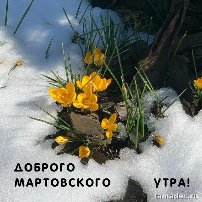 Картинки с Добрым мартовским утром. С Добрым мартовским утром - картинки с пожеланиями
