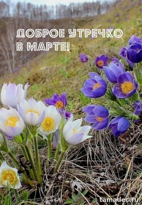 Картинки с Добрым мартовским утром. С Добрым мартовским утром - картинки с пожеланиями