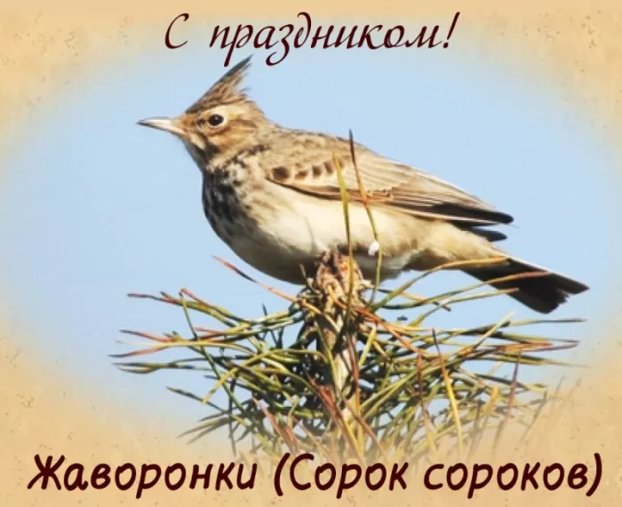 Картинки с Днем Жаворонка (Сорок сороков). Красивые картинки с Днем жаворонка (Сорок сороков)