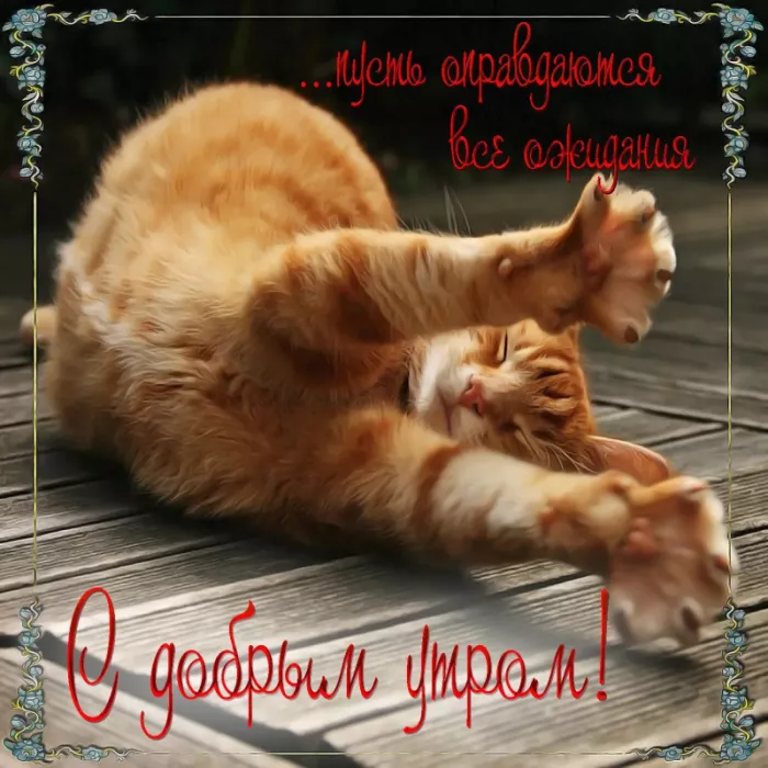 Картинки котиков с добрым утром. Котики с добрым утром картинки котиков
