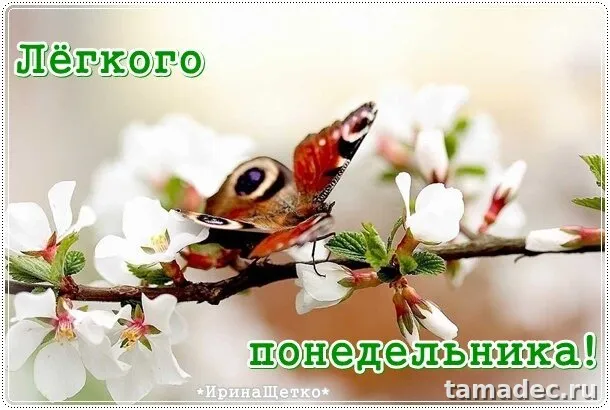 Картинки доброе утро понедельника. Доброе утро понедельника картинки красивые