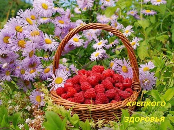 Картинки Доброго здоровья. Картинки доброго дня и здоровья