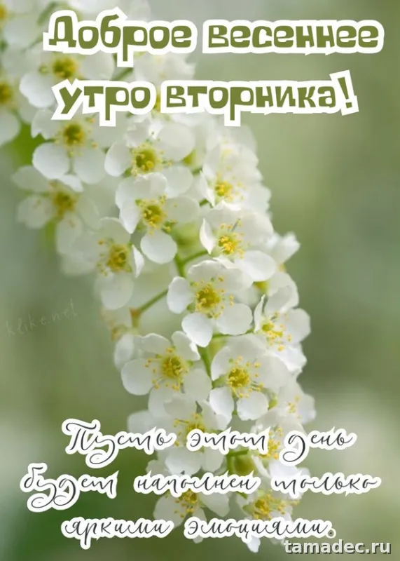 Картинки Доброго утра вторника. Доброе утро хорошего вторника
