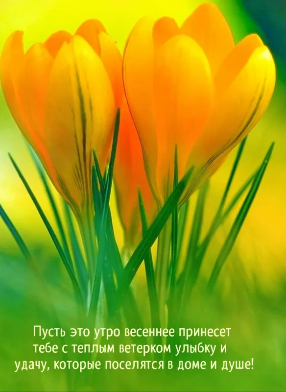 Красивые весенние картинки Доброго утра. Доброе утро весны картинки красивые