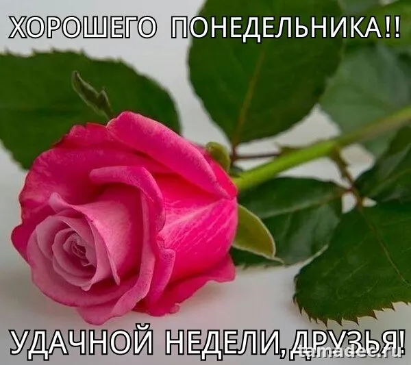 Картинки доброе утро понедельника. Доброго утра понедельника картинки с пожеланиями