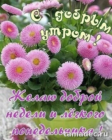 Картинки доброе утро понедельника. Доброе утро понедельника картинки позитивные