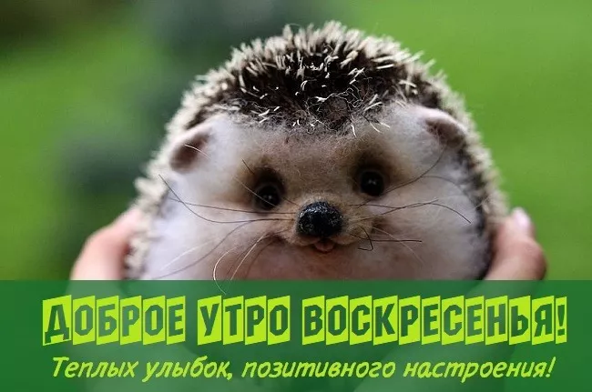 Красивые картинки Доброе утро воскресенья. Доброе утро, воскресенье картинки с пожеланиями