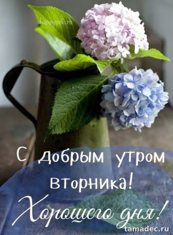 Картинки Доброго утра вторника. Доброе утро вторника картинки красивые
